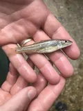 Longjaw Minnow, photographed in Alabama