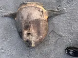 Ocean Sunfish