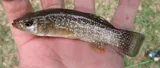 Gulf Killifish, photographed in Florida