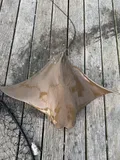 Cownose Ray, photographed in New York