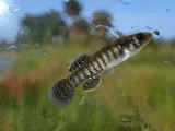 Marsh Killifish, photographed in Florida