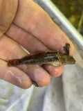 Slimy Sculpin, photographed in New Jersey