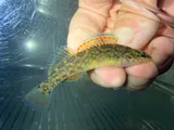 Redfin Darter, photographed in Arkansas