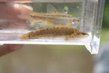 Egg-mimic Darter, photographed in Tennessee