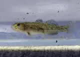 Northern Tidewater Goby, photographed in California