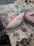 Gray Snapper, photographed in Florida
