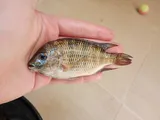 Redbreast Tilapia, photographed in Espírito Santo