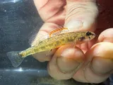Slough Darter, photographed in Arkansas