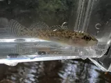 Stripetail Darter, photographed in Kentucky