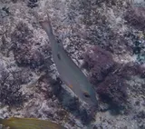 Mahogany Snapper, photographed in La Altagracia