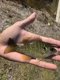 Redear Sunfish, photographed in Florida
