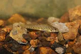 Fringed Darter, photographed in Tennessee