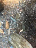 Smoky Madtom, photographed in Tennessee