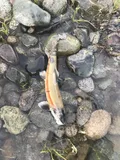 Bridgelip Sucker, photographed in British Columbia