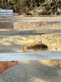 Redfin Darter, photographed in Arkansas