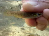 Golden Topminnow, photographed in Mississippi