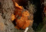 Painted Frogfish, photographed in Negros Oriental