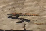 Current Darter, photographed in Missouri