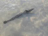 Sharksucker, photographed in Rio de Janeiro