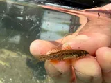 Least Darter, photographed in Ohio