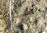 Gila Topminnow, photographed in Arizona