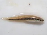Blackstripe Topminnow, photographed in Texas