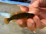 Caney Fork Darter, photographed in Tennessee
