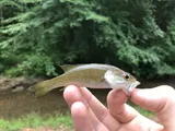 Cahaba Bass, photographed in Alabama