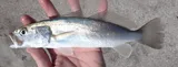 Sand Seatrout, photographed in Florida