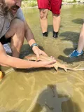 Shovelnose Sturgeon, photographed in Nebraska