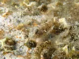 Brown Goby, photographed in Queensland