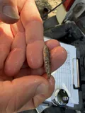 Prickly Sculpin, photographed in California