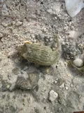 Striped Puffer, photographed in Bohol