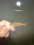 Redband Darter, photographed in Tennessee