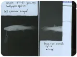 Northern Cavefish, photographed in Kentucky