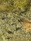Cyprinodon eremus, photographed in Arizona