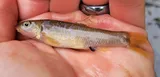 Cutlip Minnow, photographed in Maryland