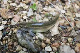 Duskystripe Shiner, photographed in Arkansas