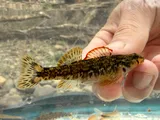 Seagreen Darter, photographed in South Carolina