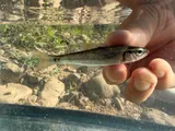 Bleeding Shiner, photographed in Missouri