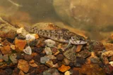 Slabrock Darter, photographed in Tennessee