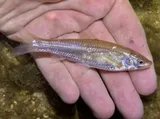 Mississippi Silvery Minnow, photographed in Louisiana