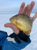 Pumpkinseed, photographed in Québec