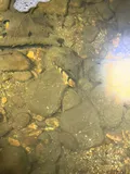 Arkansas Saddled Darter, photographed in Arkansas