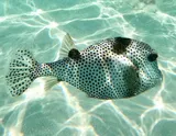 Spotted Trunkfish, photographed in Quintana Roo