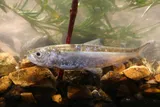 Skipjack Shad, photographed in Tennessee