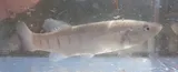 Longnose Killifish, photographed in Florida