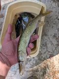 Chain Pickerel, photographed in South Carolina