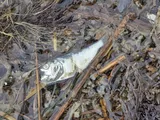 Atlantic Menhaden, photographed in Delaware