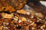 Buffalo Darter, photographed in Tennessee